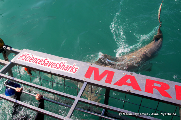 bronze whaler, shark cage diving